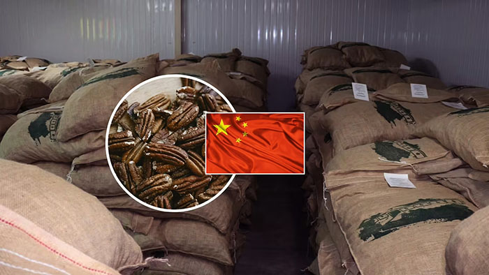 Ica: productores envían primer cargamento de exportación de pecanas a China